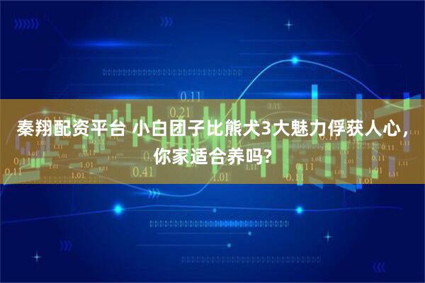 秦翔配资平台 小白团子比熊犬3大魅力俘获人心，你家适合养吗?